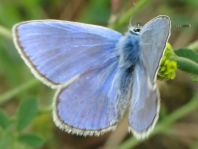 Hauhechel-Bläuling, Polyommatus icarus