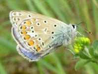 Hauhechel-Bläuling, Polyommatus icarus
