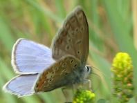 Hauhechel-Bläuling, Polyommatus icarus