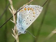 Hauhechel-Bläuling, Polyommatus icarus