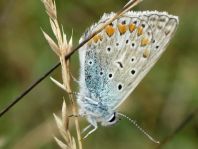Hauhechel-Bläuling, Polyommatus icarus
