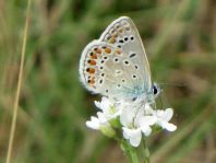 Hauhechel-Bläuling, Polyommatus icarus