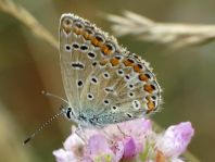 Hauhechel-Bläuling, Polyommatus icarus