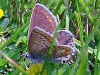 Hauhechel-Bläuling, Polyommatus icarus