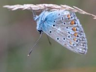 Hauhechel-Bläuling, Polyommatus icarus