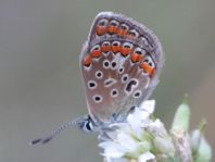 Hauhechel-Bläuling, Polyommatus icarus