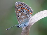 Hauhechel-Bläuling, Polyommatus icarus