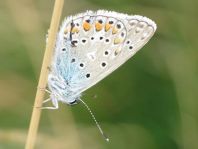 Hauhechel-Bläuling, Polyommatus icarus