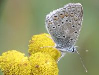Hauhechel-Bläuling, Polyommatus icarus