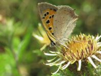 Kleiner Feuerfalter, Lycaena phlaeas