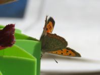 Kleiner Feuerfalter, Lycaena phlaeas