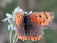 Kleiner Feuerfalter, Lycaena phlaeas