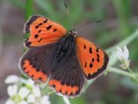 Kleiner Feuerfalter, Lycaena phlaeas