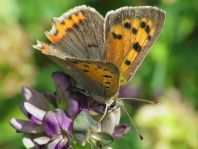 Kleiner Feuerfalter, Lycaena phlaeas