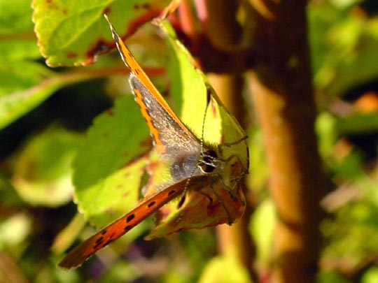 Kleiner Feuerfalter, Lycaena phlaeas