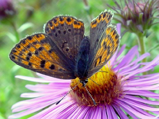Brauner Feuerfalter, Lycaena tityrus