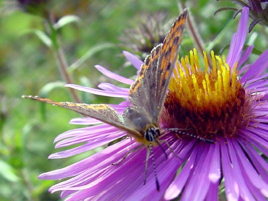 Brauner Feuerfalter, Lycaena tityrus
