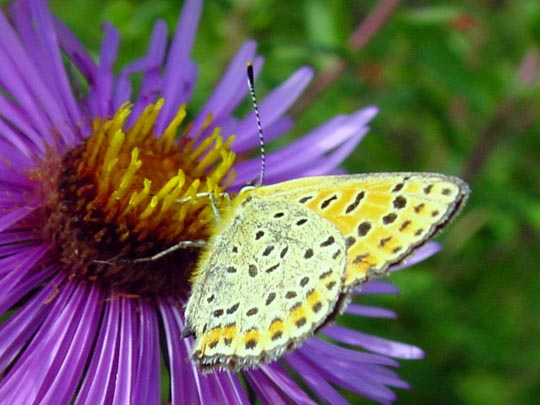 Brauner Feuerfalter, Lycaena tityrus