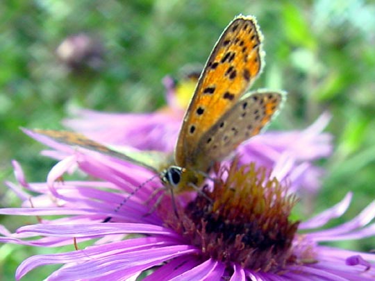 Brauner Feuerfalter, Lycaena tityrus