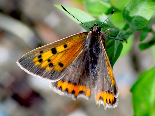 Kleiner Feuerfalter, Lycaena phlaeas