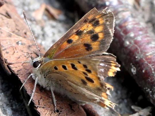 Kleiner Feuerfalter, Lycaena phlaeas