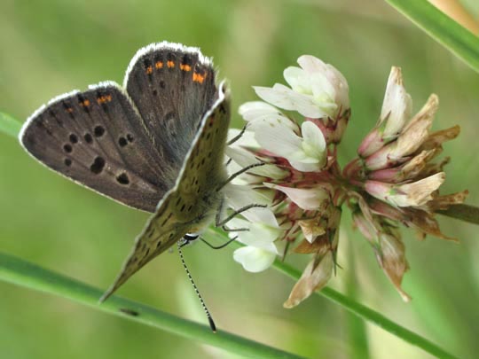 Brauner Feuerfalter, Lycaena tityrus