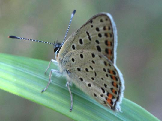 Brauner Feuerfalter, Lycaena tityrus
