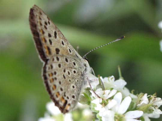 Brauner Feuerfalter, Lycaena tityrus