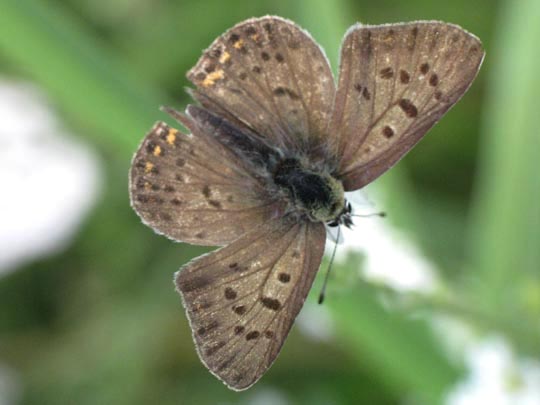 Brauner Feuerfalter, Lycaena tityrus