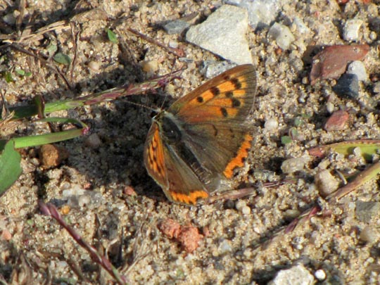 Kleiner Feuerfalter, Lycaena phlaeas