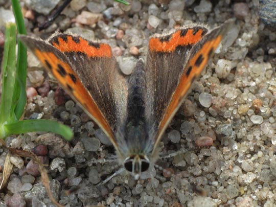Kleiner Feuerfalter, Lycaena phlaeas