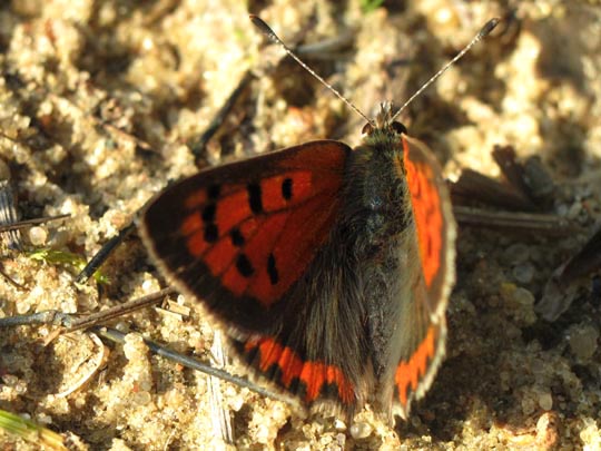 Kleiner Feuerfalter, Lycaena phlaeas