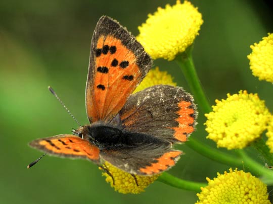 Kleiner Feuerfalter, Lycaena phlaeas