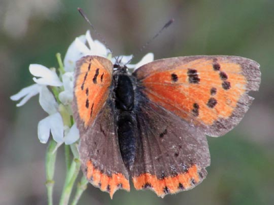 Kleiner Feuerfalter, Lycaena phlaeas