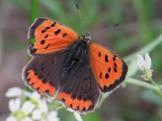 Kleiner Feuerfalter, Lycaena phlaeas
