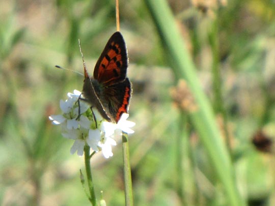 Kleiner Feuerfalter, Lycaena phlaeas