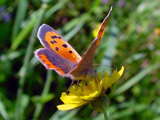 Kleiner Feuerfalter, Lycaena phlaeas