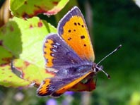 Kleiner Feuerfalter, Lycaena phlaeas