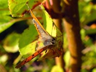 Kleiner Feuerfalter, Lycaena phlaeas