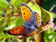 Kleiner Feuerfalter, Lycaena phlaeas