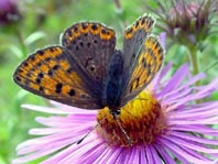 Brauner Feuerfalter, Lycaena tityrus