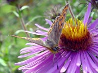 Brauner Feuerfalter, Lycaena tityrus