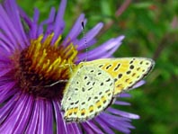 Brauner Feuerfalter, Lycaena tityrus
