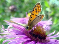 Brauner Feuerfalter, Lycaena tityrus