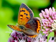 Kleiner Feuerfalter, Lycaena phlaeas