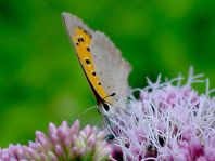 Kleiner Feuerfalter, Lycaena phlaeas