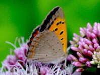 Kleiner Feuerfalter, Lycaena phlaeas