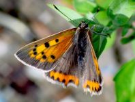 Kleiner Feuerfalter, Lycaena phlaeas