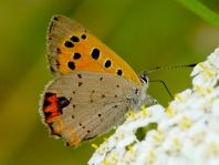Kleiner Feuerfalter, Lycaena phlaeas