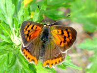 Kleiner Feuerfalter, Lycaena phlaeas